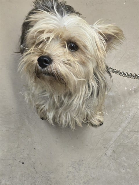 Photo of Gucci, adoptable senior Yorkshire Terrier in Chicago, Illinois