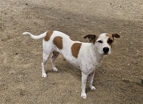 Photo of Sandy, adoptable senior Jack Russell Terrier (Parson Russell Terrier) in San Pedro, California