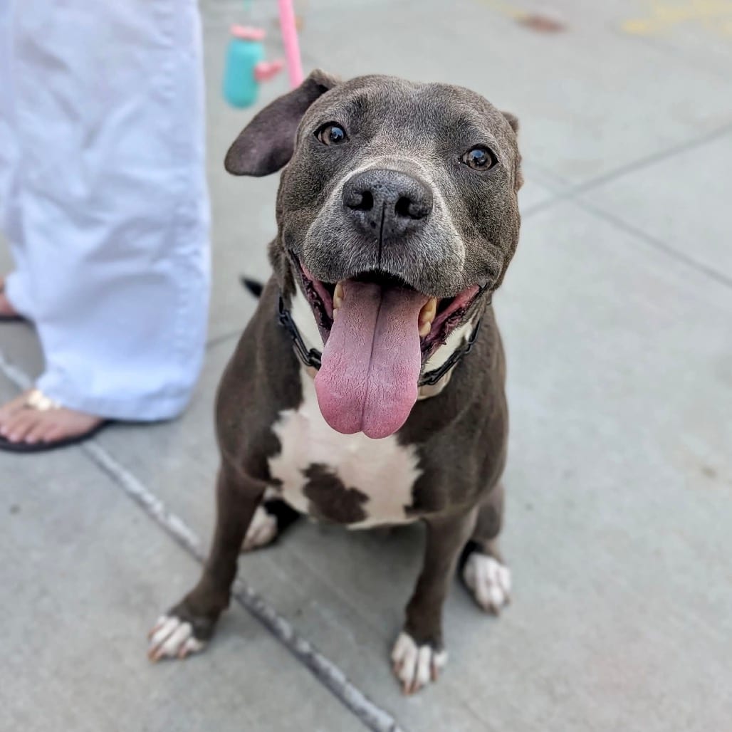 Photo of Malia, adoptable senior Terrier, American Staffordshire / Mixed Breed (Medium) in Whitestone, New York