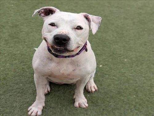 Photo of Hera, adoptable senior Pit Bull Terrier in Las Vegas, Nevada