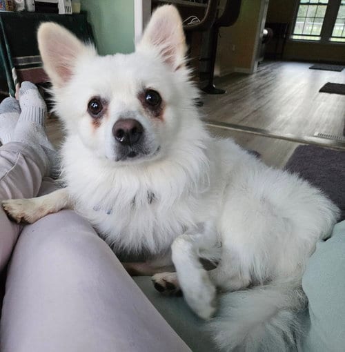 Photo of Ollie, adoptable senior American Eskimo Dog in Pikesville, Maryland