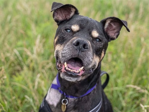 Photo of Banz, adoptable senior Pit Bull Terrier in Denver, Colorado