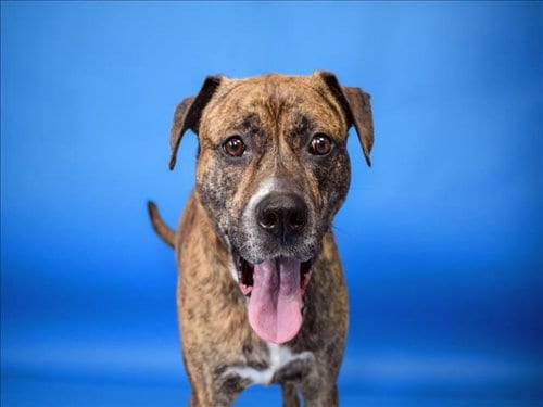 Photo of Vader, adoptable senior Pit Bull Terrier in West Palm Beach, Florida
