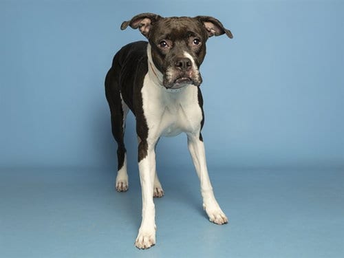 Photo of Moony, adoptable senior Boxer in Phoenix, Arizona