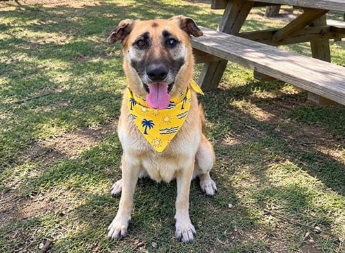 Photo of Alba, adoptable senior German Shepherd Dog in Orange, California