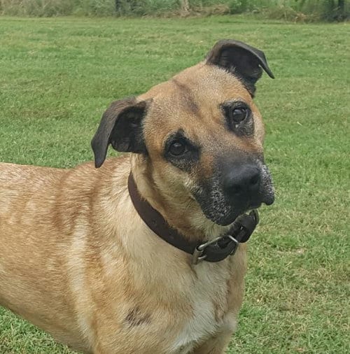Photo of Princess, adoptable senior Shepherd in Farmersville, Texas