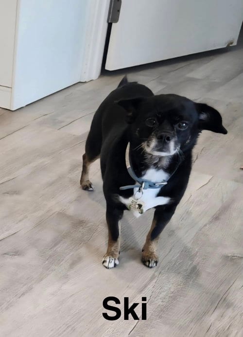 Photo of Ski, adoptable senior Chihuahua in Topeka, Kansas