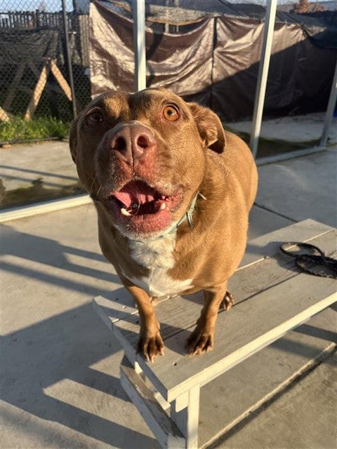 Photo of Kirby, adoptable senior Labrador Retriever in Elk Grove, California
