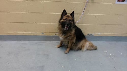Photo of Queen, adoptable senior German Shepherd Dog in Tulsa, Oklahoma