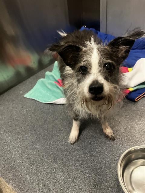 Photo of Francis, adoptable senior Mixed Breed