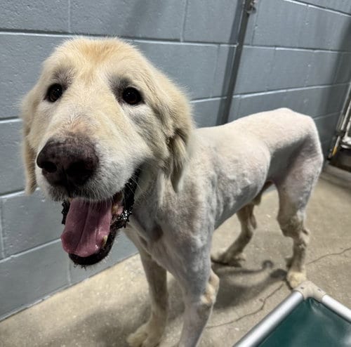 Photo of Raphael, adoptable senior Great Pyrenees in Naples, Florida