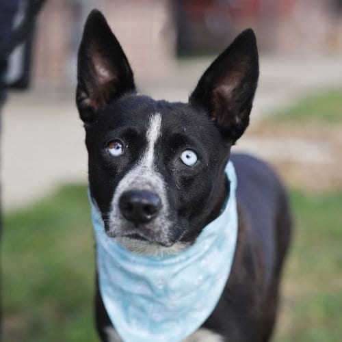 Photo of Kiki, adoptable senior Australian Cattle Dog/Blue Heeler in San Antonio, Texas