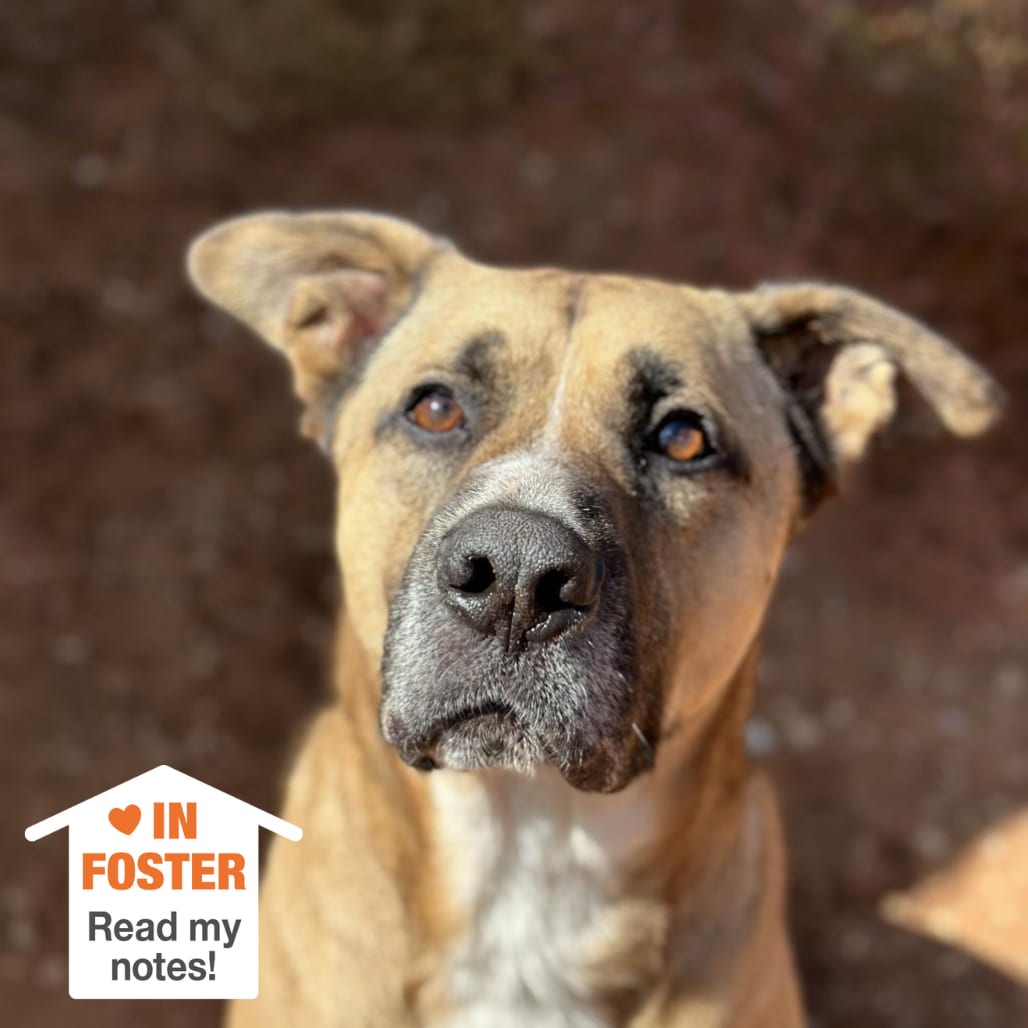 Photo of Roland, adoptable senior Shepherd / Mix in Kanab, Utah