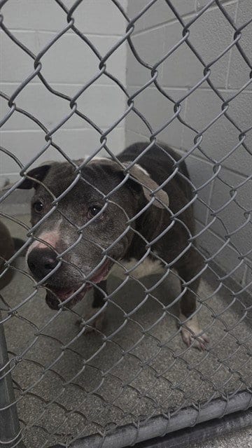 Photo of Lottie, adoptable senior American Pit Bull Terrier in Pasadena, Texas
