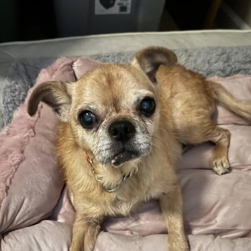Photo of Daisy - Drain Pipe Girl, adoptable senior Pug in Rootstown, Ohio