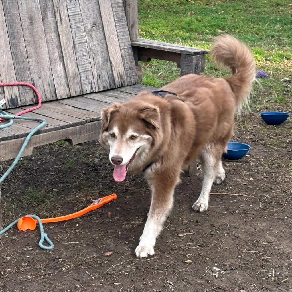 Photo of Handsome Harry (AKA Dogitty Dog), adoptable senior Husky