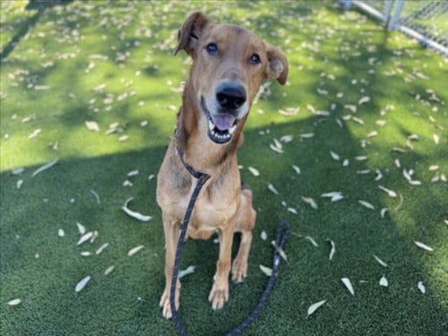 Photo of Mojave, adoptable senior Doberman Pinscher in Los Angeles, California