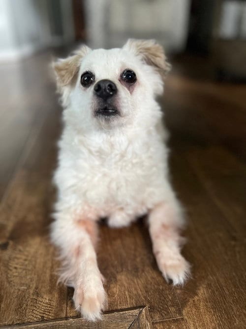 Photo of Rosebud, adoptable senior Chihuahua in Missouri City, Texas
