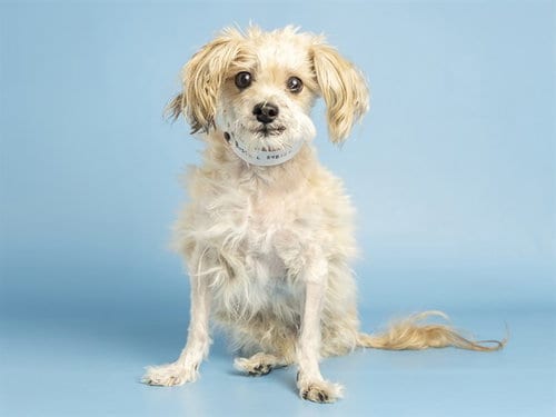 Photo of Russell, adoptable senior Maltese in Phoenix, Arizona
