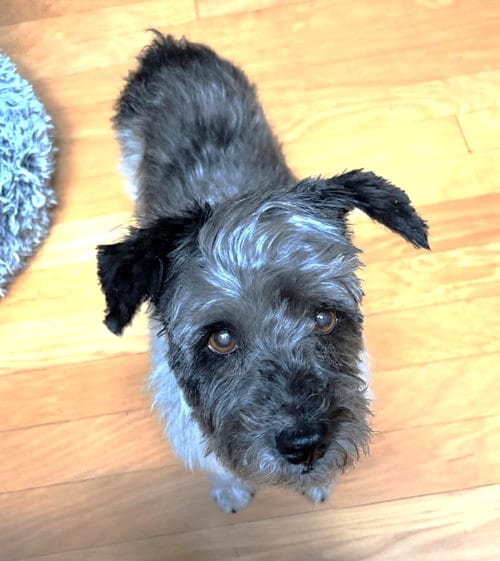 Photo of Timothy TX, adoptable senior Terrier in Boonton, New Jersey