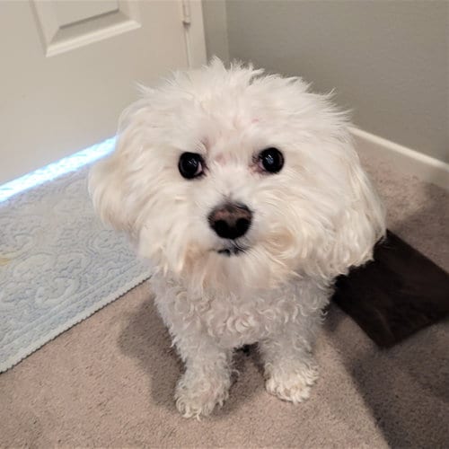 Jacque #402/436, adoptable senior Bichon Frise in Placentia, CA