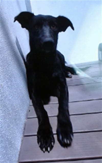 Photo of Senior Shepherd mix, adoptable senior Shepherd mix in Devore, California
