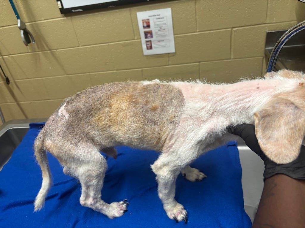 Photo of Blip (Nico Bean)Reed, adoptable senior Beagle in Douglasville, Georgia
