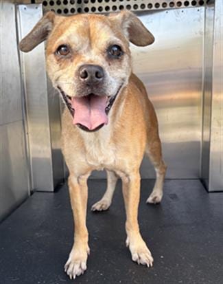 Photo of Alice, adoptable senior Pug in Grand Prairie, Texas
