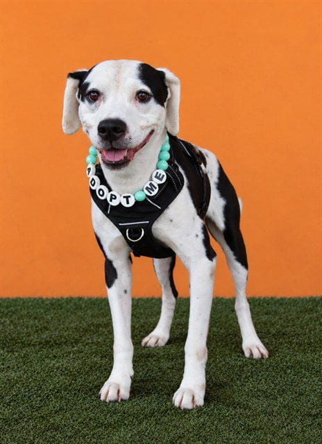 Photo of Marshall, adoptable senior Dalmatian in Miami, Florida