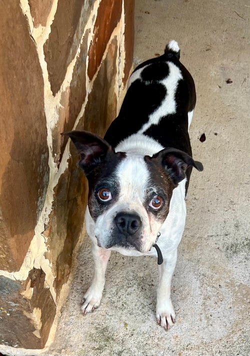Photo of Bandit, adoptable senior Boston Terrier in Plano, Texas