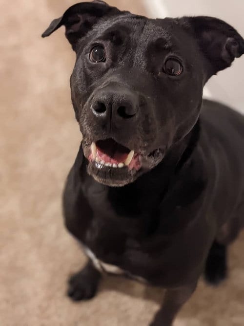 Photo of Benny, adoptable senior Labrador Retriever in Rutherfordton, North Carolina