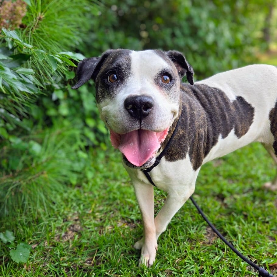 Photo of Mazda, adoptable senior Mixed Breed in Douglasville, Georgia