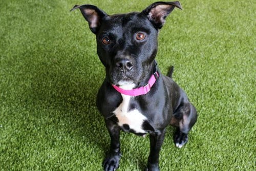 Photo of Pinky, adoptable senior Labrador Retriever in West Palm Beach, Florida