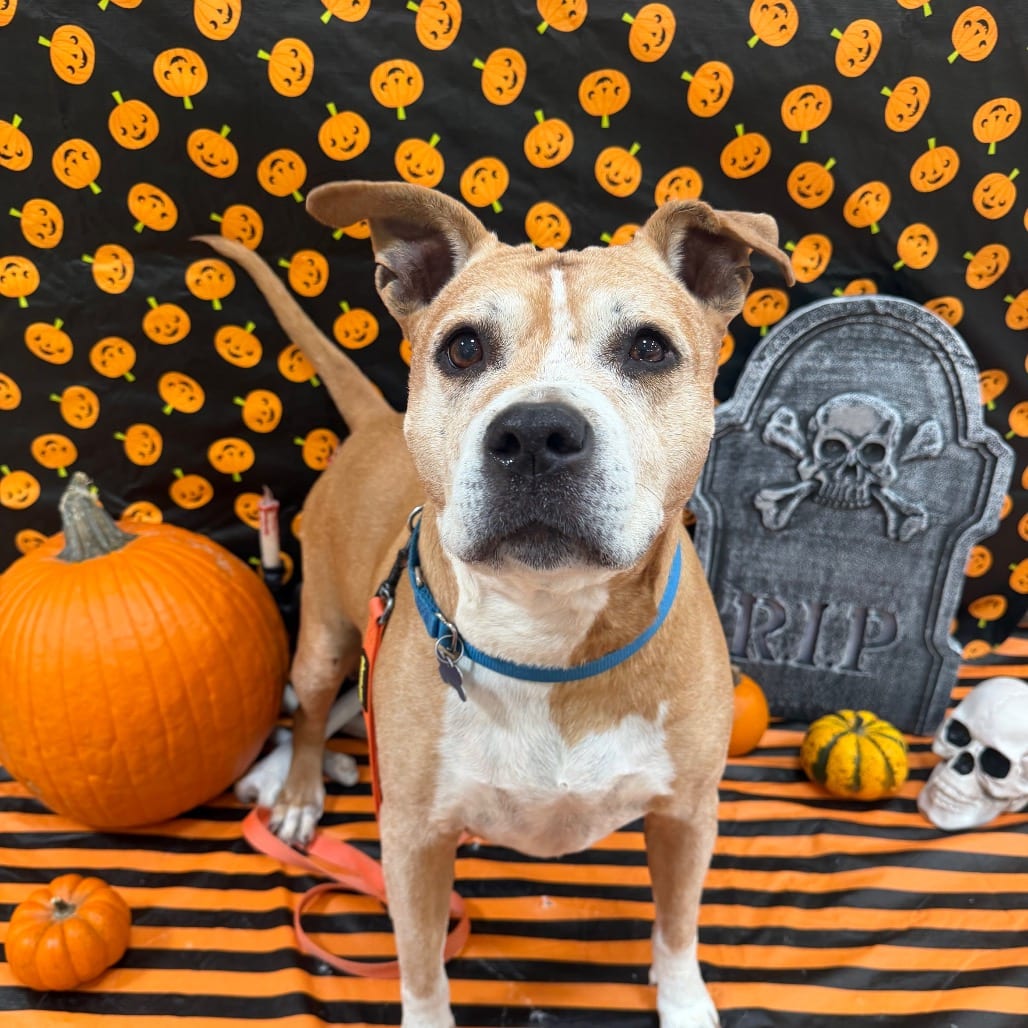Photo of Mango Salsa, adoptable senior Terrier, American Staffordshire / Boxer in Kanab, Utah