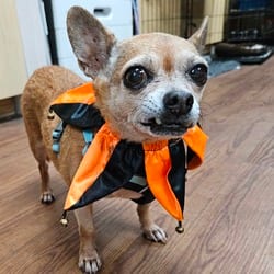 Photo of Mookie, adoptable senior Chihuahua Mixed Breed (Small) in Lakeland, Florida