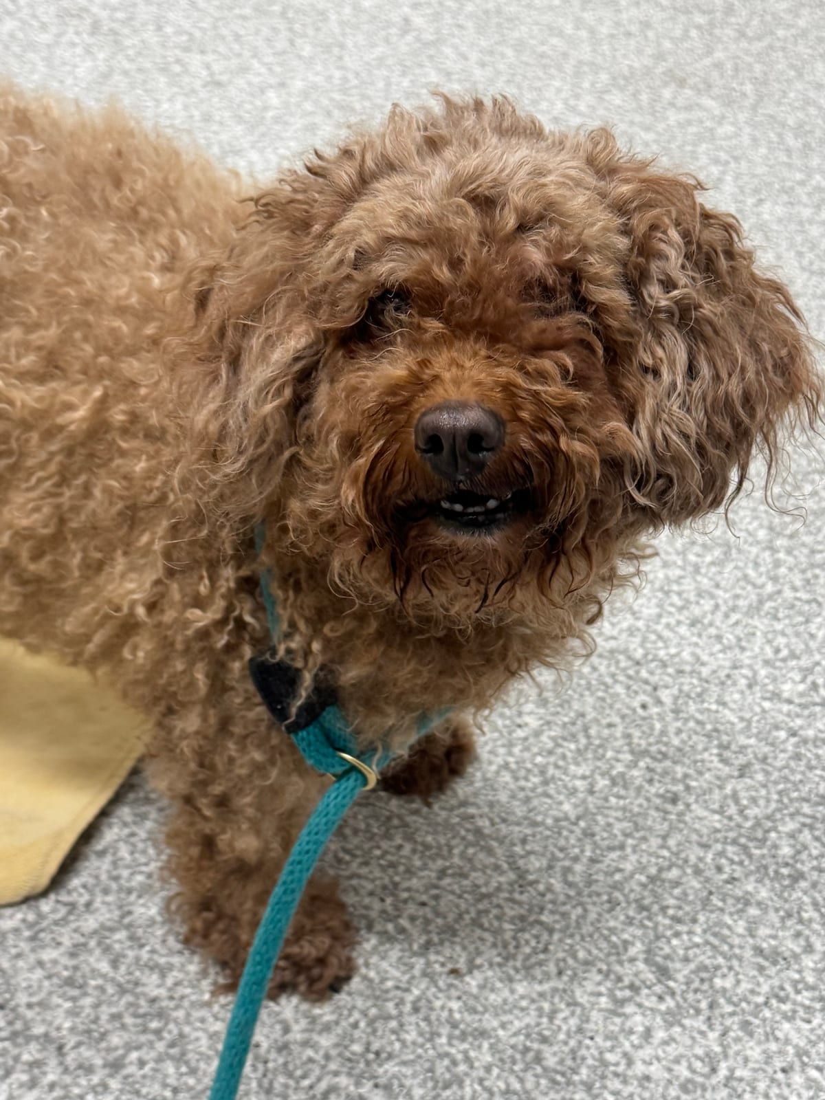 Photo of Riley, adoptable senior dog in Baltimore, Maryland