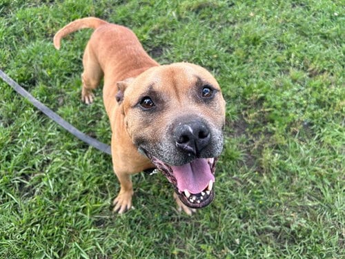 Photo of Axel, adoptable senior American Pit Bull Terrier in Ocala, Florida