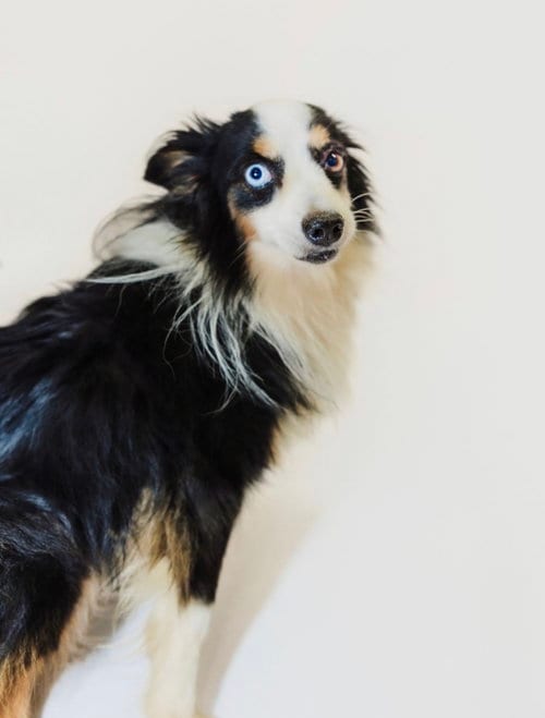 Photo of Denver, adoptable senior Australian Shepherd in York, South Carolina
