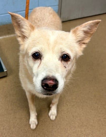 Photo of Sheila, adoptable senior dog in Chamblee, Georgia