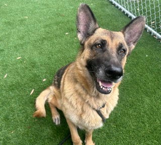 Photo of Marilyn Monroe, adoptable senior German Shepherd Dog in Los Angeles, California