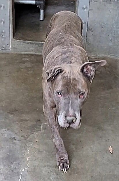 Photo of Rusty, adoptable senior Pit Bull Terrier in Los Angeles, California