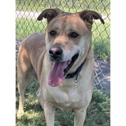 Photo of Rockie, adoptable senior Labrador Retriever in Texas City, Texas