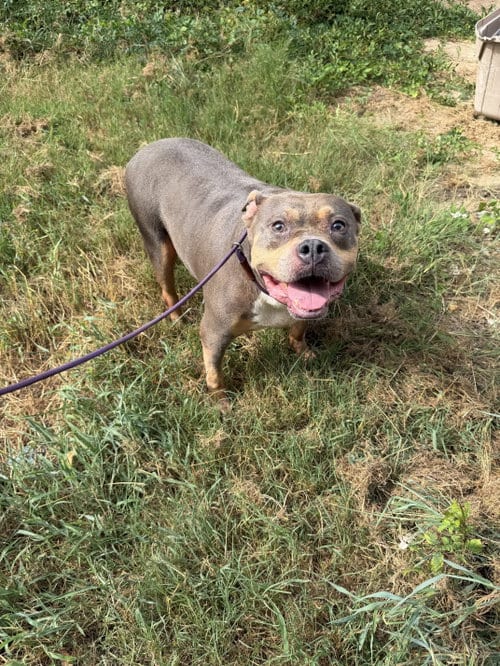 Photo of Starsky, adoptable senior Pit Bull Terrier in Jackson, Mississippi