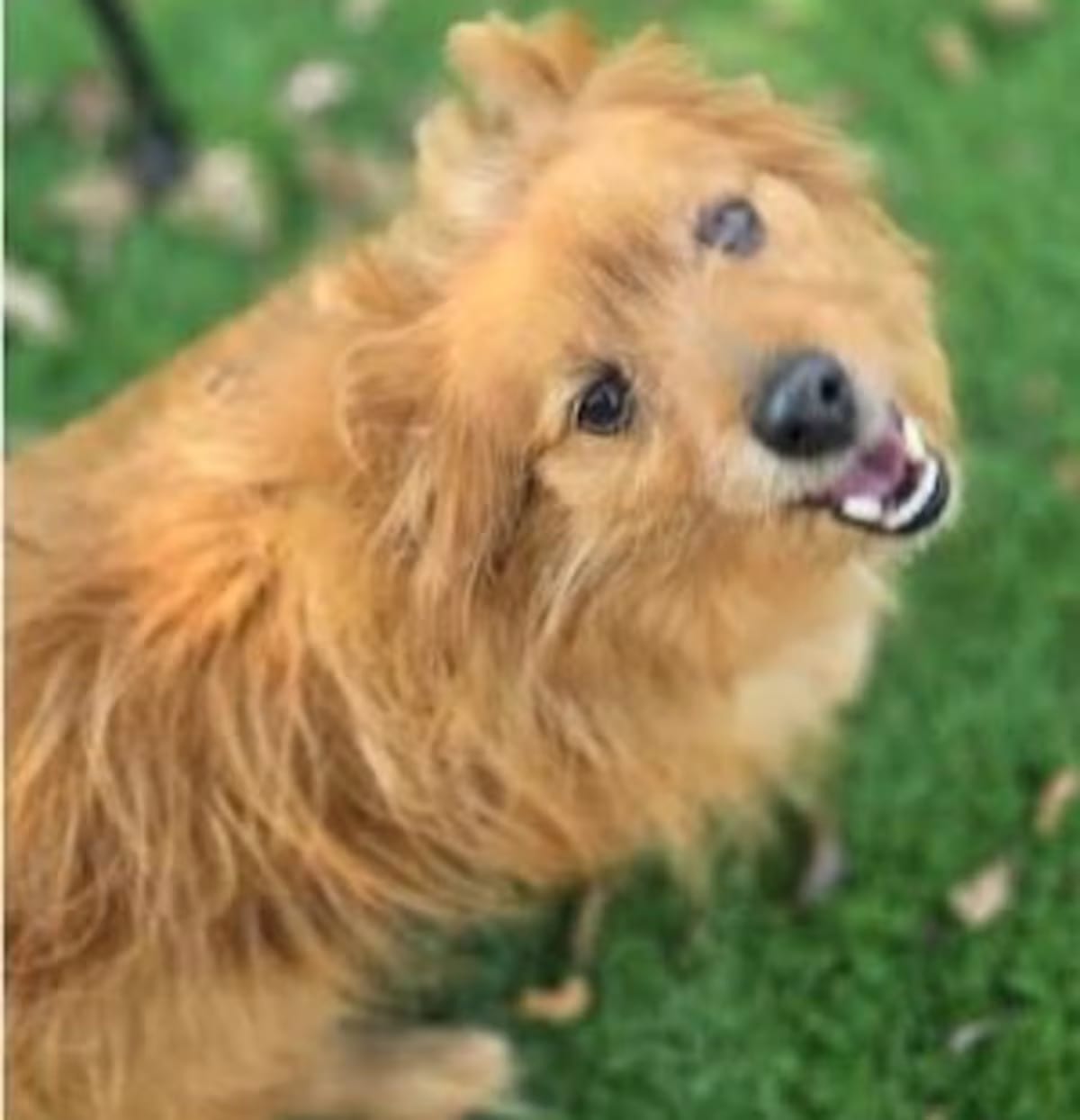 Photo of Foxy, adoptable senior Pomeranian/Dachshund in Palm Harbor, Florida
