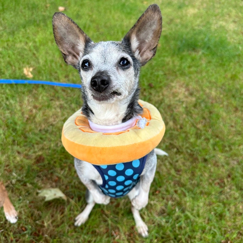 Photo of Emma, adoptable senior Chihuahua / Dachshund in Woodinville, Washington