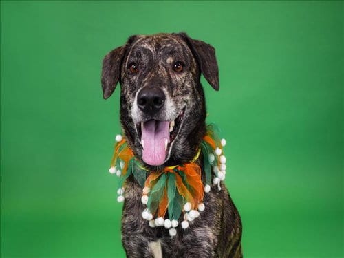 Photo of Biscuit, adoptable senior Plott Hound in West Palm Beach, Florida