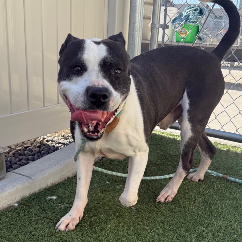 Photo of Mister(Mr. Rhino), adoptable senior Terrier, Pit Bull in Hayden, Idaho