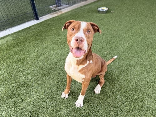 Photo of Bently, adoptable senior Pit Bull Terrier in Garland, Texas