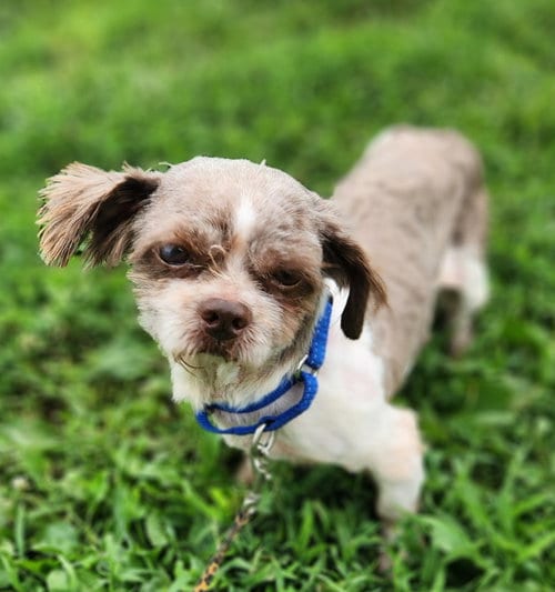 Photo of Bane, adoptable senior Shih Tzu in Walnutport, Pennsylvania
