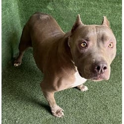 Photo of Bella, adoptable senior American Bulldog in Lancaster, California